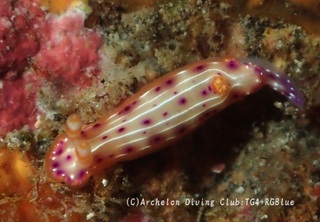 senten241211-y.jpg