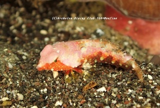 sesoko201108.jpg