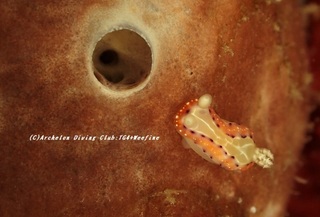 setoiro201119.jpg