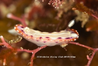 setoiro210120-ya.jpg