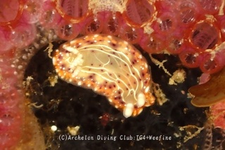 setoiro240304-y.jpg