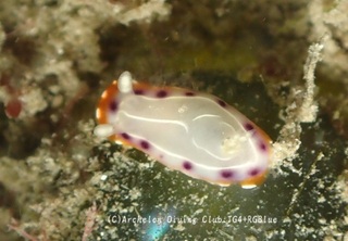 setoiro241110-k.jpg