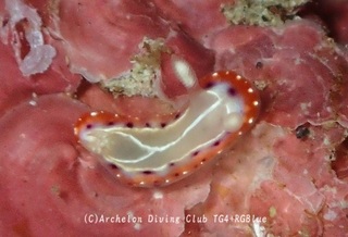 setoiro241124-y.jpg
