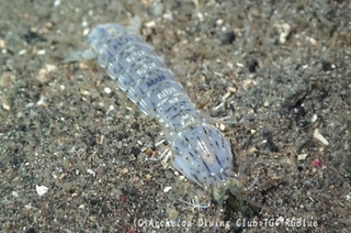 shako240901-k.jpg