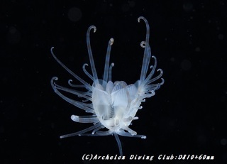 shell180902.jpg