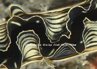 shell190308.jpg