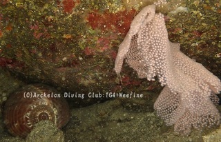 shellegg231207-s.jpg