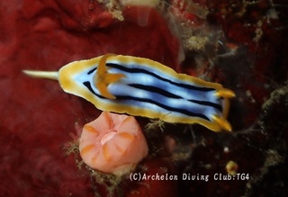 shibori241125-y.jpg