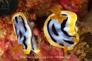 shiboriiro240521-y.jpg