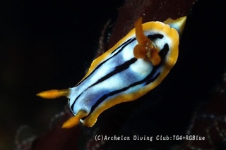 shiboriiro250116-y.jpg