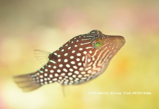 shiborikinchaku210118-ya.jpg