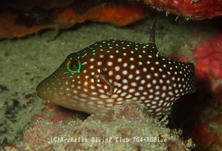 shiborikinchaku250110-s.jpg