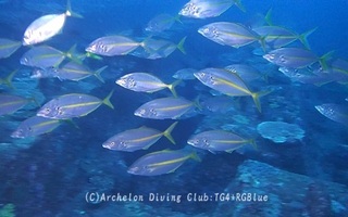 shimaaji231203-y.jpg