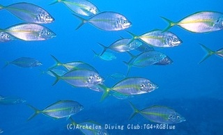 shimaaji231218-y.jpg