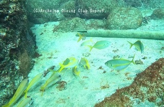 shimaaji241022-y.jpg