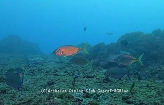 shimaaji241220-y.jpg