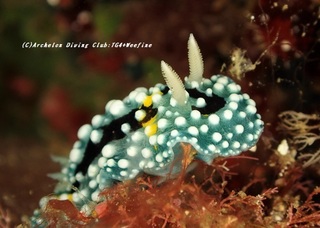 shimohuri200706.jpg