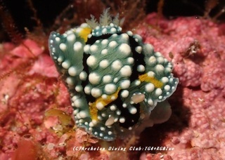 shimohuri230826-n.jpg