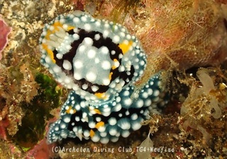 shimohuri240526-n.jpg