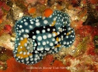 shimohuri240605-n.jpg