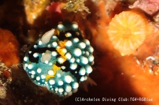 shimohuri241127-s.jpg