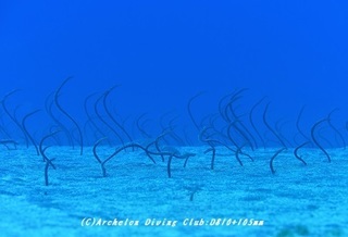 shinju190801-02.jpg