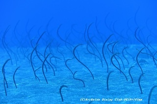 shinju200609-01.jpg