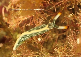 shiroami200701-01.jpg
