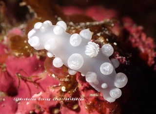 shirobon230826-n.jpg