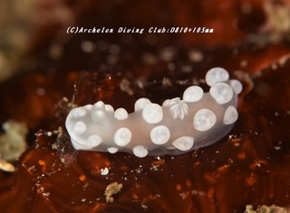 shirobonbon200119-01.jpg