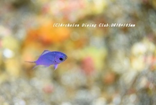 shiroboshi181112-01.jpg