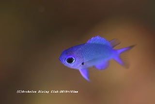 shiroboshi200731.jpg