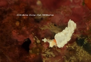 shiromino210421-so.jpg