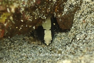 shiroobi240710-tare.jpg