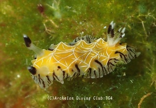 shirosujihiodoshi240909-ide.jpg