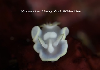shirotae181127.jpg
