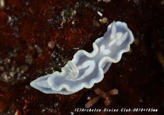 shirotae191216-01.jpg