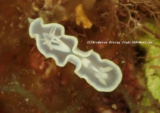 shirotae201106.jpg