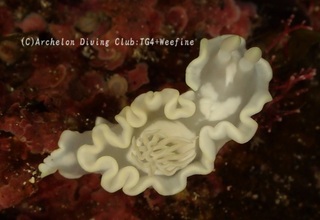 shirotae240115-s.jpg