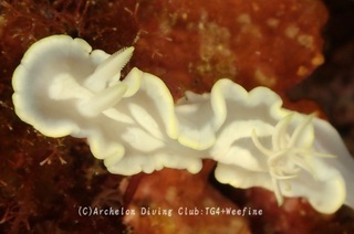 shirotae240118-y.jpg