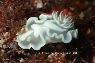 shirotae240910-s.jpg