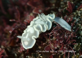 shirotae241128-sss.jpg