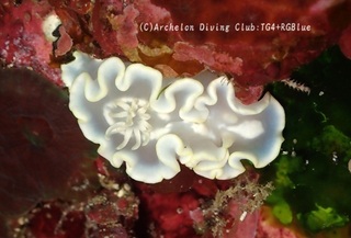shirotae241205-y.jpg