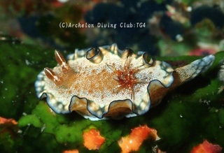shirotaeiro240803-n.jpg