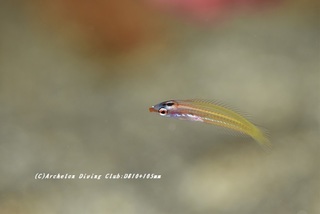 shirotasuki201021.jpg
