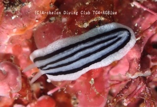 shiroune241124-y.jpg