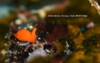 shuiro210111-ya.jpg