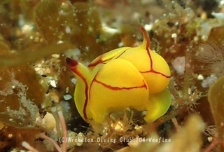 sokodoumiko240520-s.jpg