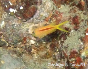 スジハナダイ幼魚