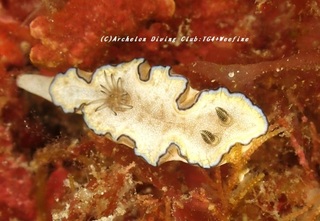sukinoha230901-me.jpg